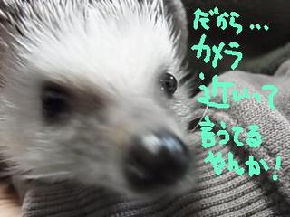 hiku-11.jpg
