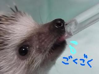 hiku-13.jpg