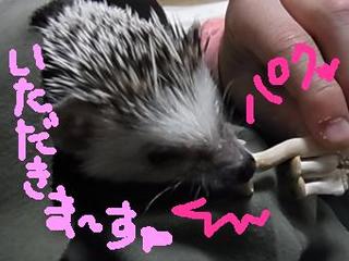 hiku-19.jpg