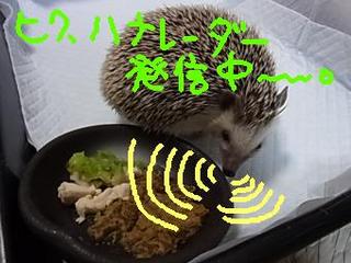 hiku-35.jpg
