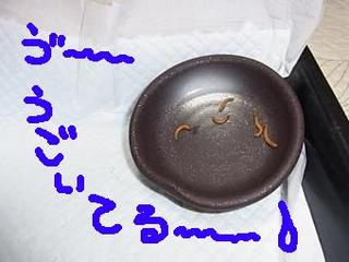 hiku-48.jpg