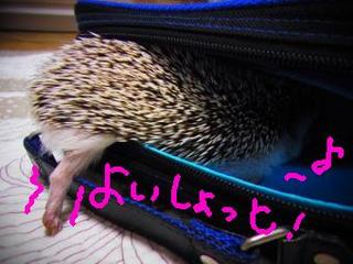hiku-72.jpg
