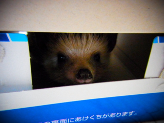 image-20130330214922.png